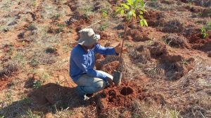 Plantio de muda do Projeto de Restauração Florestal