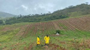 Parcelas de replantio do Projeto de Restauração Florestal