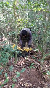 Coleta de litter em parcela de mata