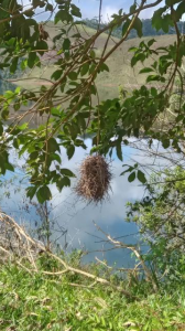 Ninho de guacho (ou joão-graveto) às margens da represa Chapéu D'Uvas