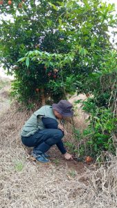 Monitoramento de mudas do Projeto de Restauração Florestal