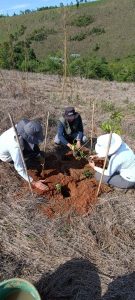 Plantio de muda em área de restauração florestal