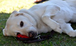 Foto do lexington, que é cão-guia da Ness, deitado na grama com a pata levantada