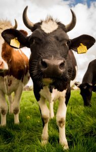 Aplicativo é iniciativa de professor da Engenharia Elétrica e ajuda no manejo dos bovinos (Foto: Rudy van der Veen)