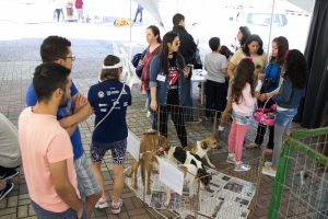 Feira de adoção de cães e gatos também reunir interessados no cadastramento para adoção (Foto: Victor Marcellino)