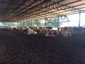 Pesquisa otimiza os excrementos dos animais para testar um método mais limpo e confortável para as vacas nos currais (Foto: Arquivo pessoal)