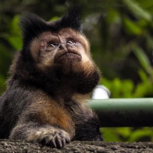 A culpa não é do macaco: existe um longo caminho entre o adoecimento de primatas e o de humanos (Foto: AdrianoSetimo)