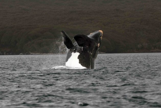 Pesquisa fornecerá uma série de resultados relacionados à conservação e gestão das populações de baleias, caçadas na região por cerca de 300 anos (Foto: Carlos Olavarria)