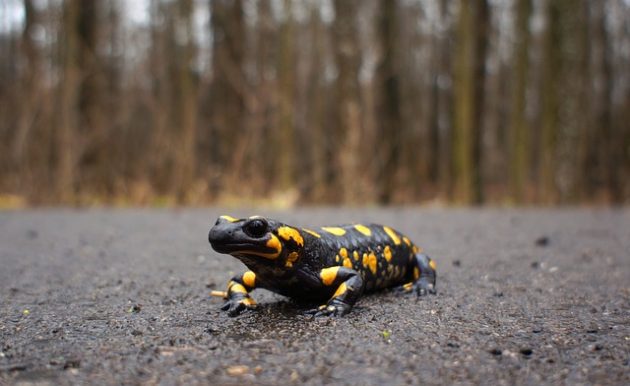 Pesquisador encontra ligação entre princípio ativo e morte larvas de salamandras (Foto: inkoalseibua/Pixabay)