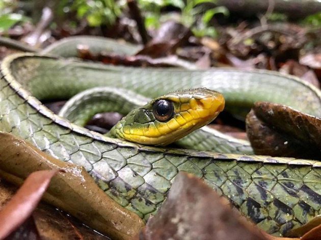 Featured image of post Imagens De Cobras Brasileiras / Veja mais ideias sobre cobras, serpentes venenosas, cobras venenosas.