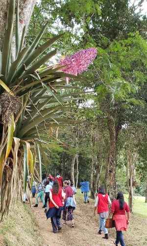 jardim botanico ufjf _ Raul Mourao UFJF (3)