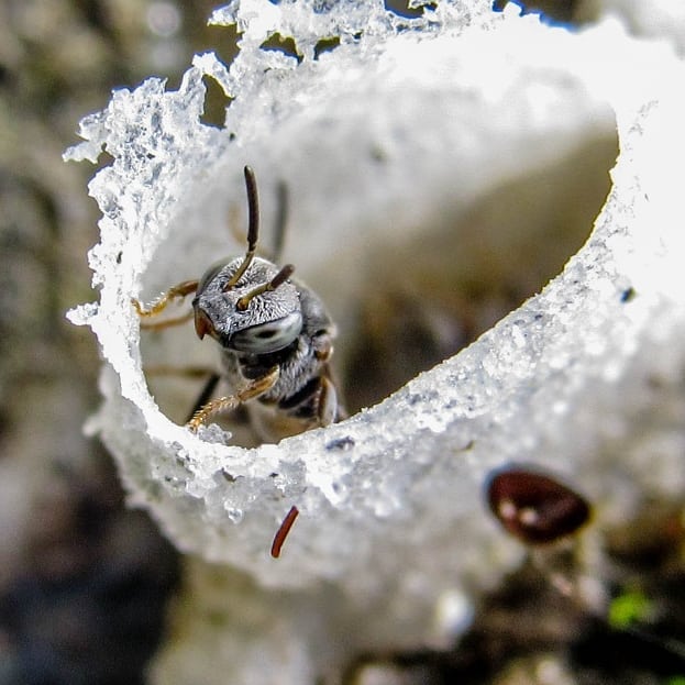 abelhas sem ferrao Foto Joao Luis Lobo