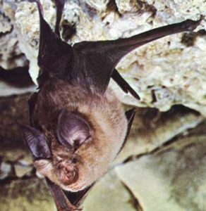 Figura 3 - Rhinolophus affinis, o morcego-ferradura.