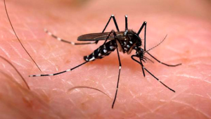 O mosquito Aedes aegypti, principal transmissor de doenças como dengue, chikungunya e zika vírus.