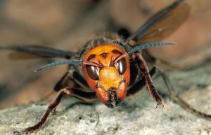 As vespas mandarinas também prestam serviços ecossistêmicos essenciais. Fonte: site da National Geographic citado abaixo.