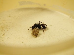 A formiga rainha cuidando de seu fungo