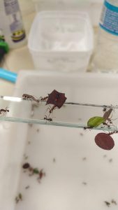 Formiga operária identificada com cores durante experimento de eficiência de alimentação
