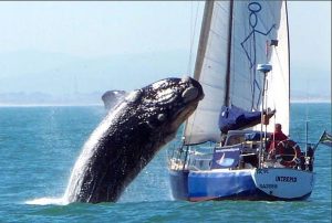 Choque de baleia com barco no Japão. Foto: Mdig