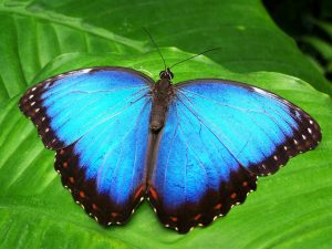 borboleta mopho azul - pixabay