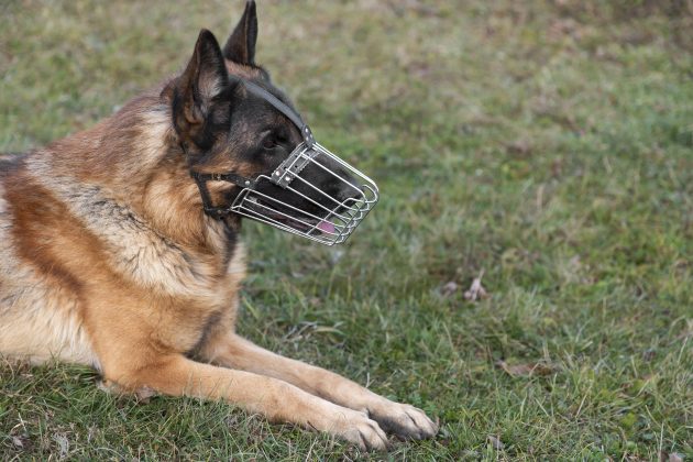 UFJF reforça medidas de cuidado quanto ao uso de focinheira em cães de raças mordedoras