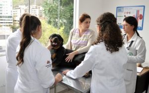 Cão sendo atendido em aula prática na Clínica Veterinária de Ensino da UFJF