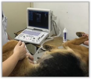 Exame de ultrassonografia abdominal em um cão