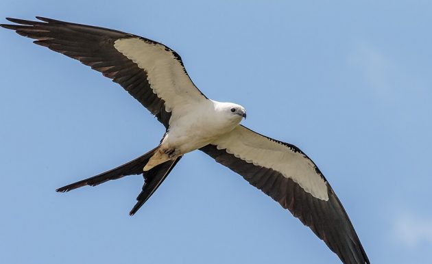 Dia Mundial das Aves Migratórias leva atividades educativas ao Jardim Botânico da UFJF
