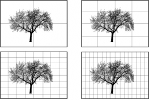Imagem que ilustra a aplicação do box-counting na determinação da dimensão de uma árvore.