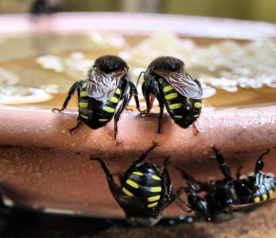 abelhas sem ferrão - Foto Entre Espinhos e Ferrões