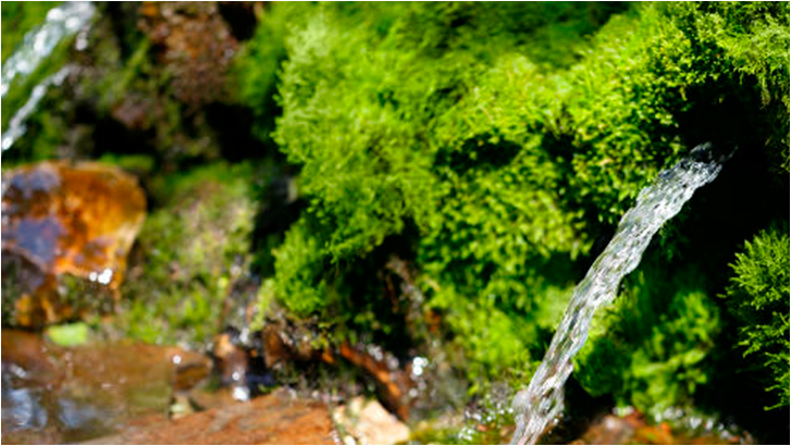 Jardim Botânico oferece oficinas de recuperação de áreas degradadas e diagnóstico e recuperação de nascentes