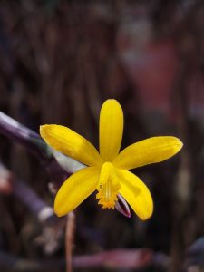 Hoffmannseggella crispata Foto Luiz Menini UFJF