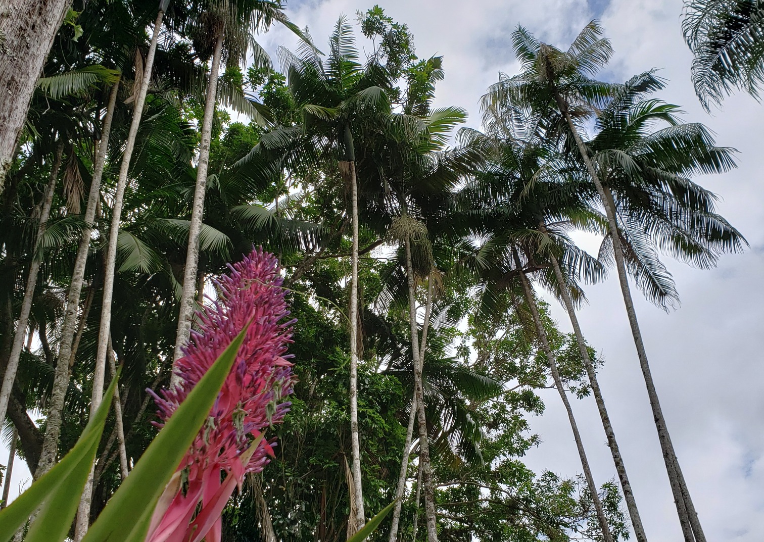 Jardim Botânico recebe oficina de produção de açaí e inaugura viveiro para preservar palmeira