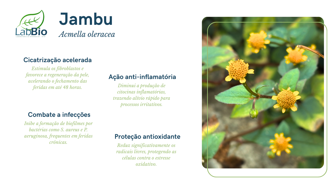 Jambu