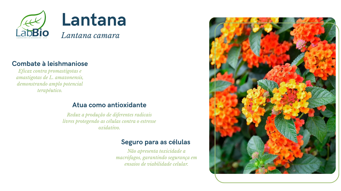 Lantana