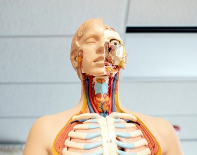 Sempre Vivo é destaque em revista internacional de Anatomia