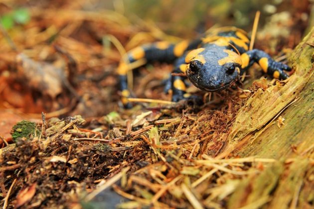 Pesquisador encontra ligação entre princípio ativo e morte larvas de salamandras (Foto: Tomasz Proszek/Pixabay)