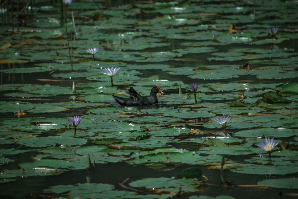 jardimbotanico-mariaotaviarezende-ufjf