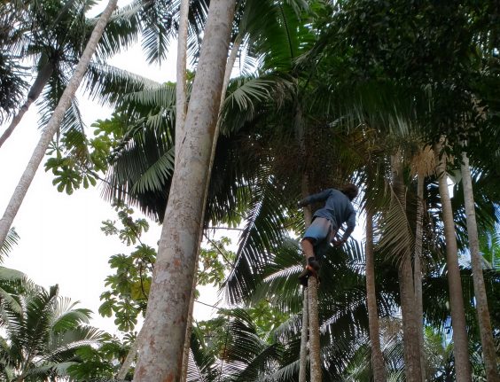 acai jardim botanico ___foto raul mourao ufjf