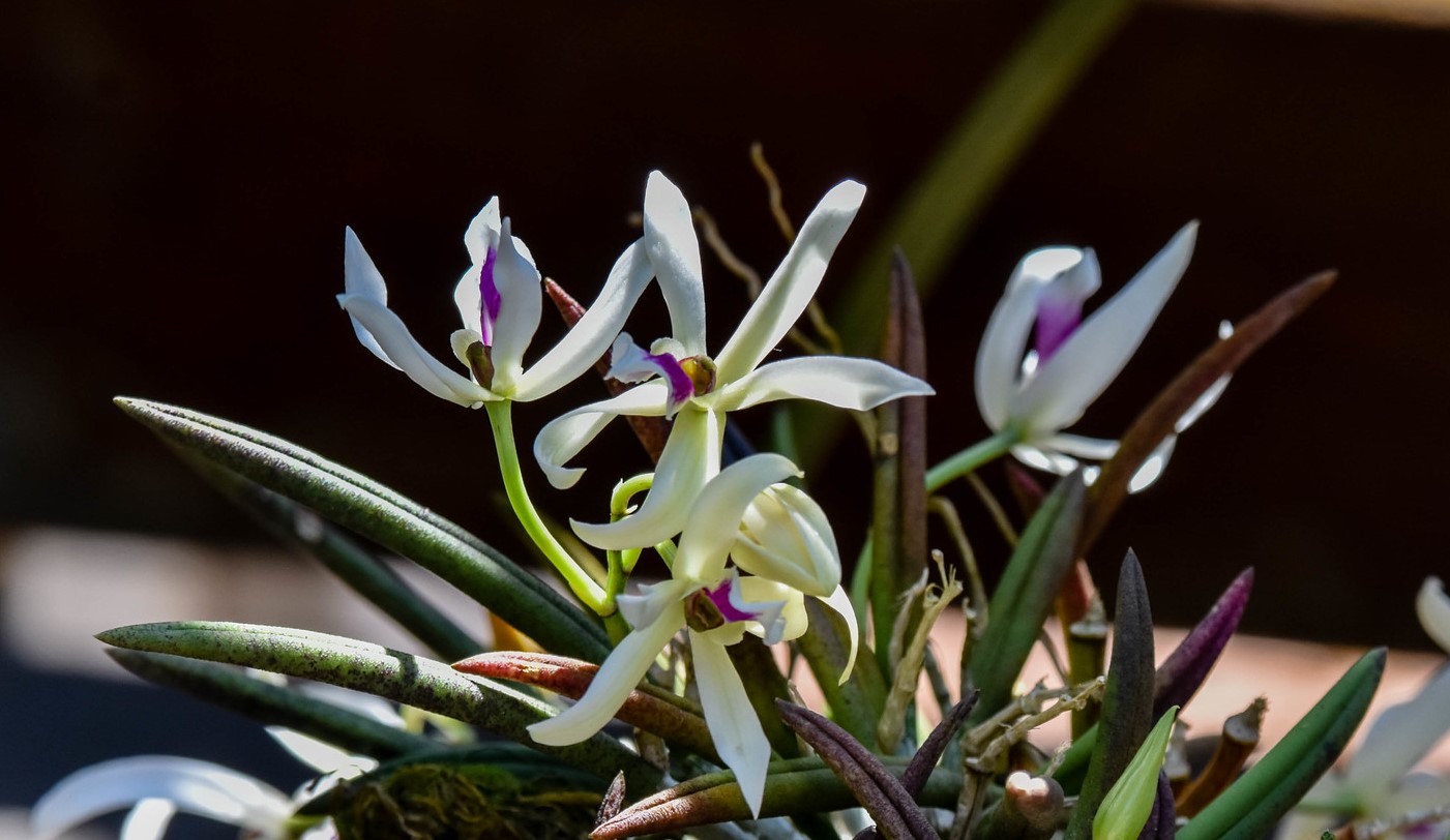 Jardim Botânico recebe mais de 150 orquídeas - Notícias UFJF