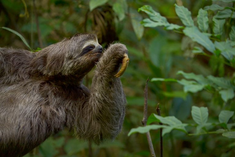 bicho-preguiça no Jardim Botanico UFJF - Foto Lucas Morgado
