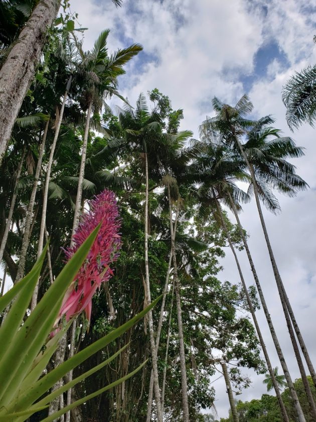Jardim Botânico recebe oficina de produção de açaí e inaugura viveiro para preservar palmeira