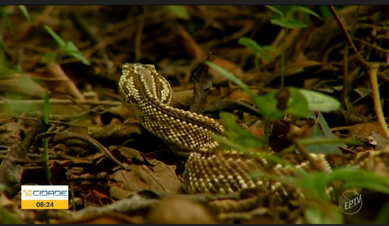 Reportagem: Período chuvoso contribui para o aumento no aparecimento de cobras