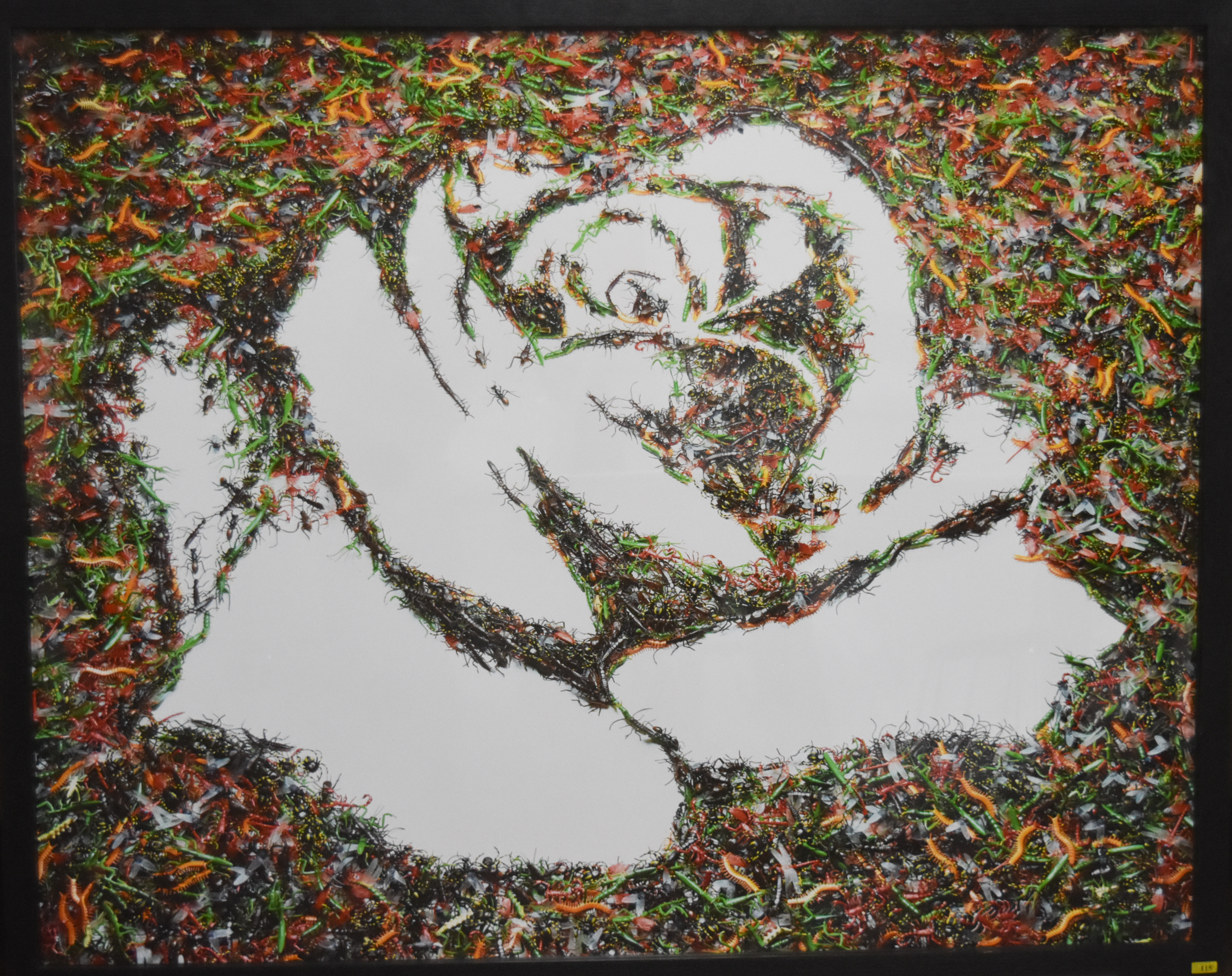 Vik Muniz - The White Rose (Monades Series, 2003 – impressão sobre papel, 110,7 por 137,6 cm com moldura) - Foto Gustavo Tempone UFJF