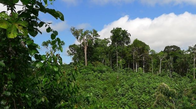 O poder das matas regeneradas naturalmente após abandono